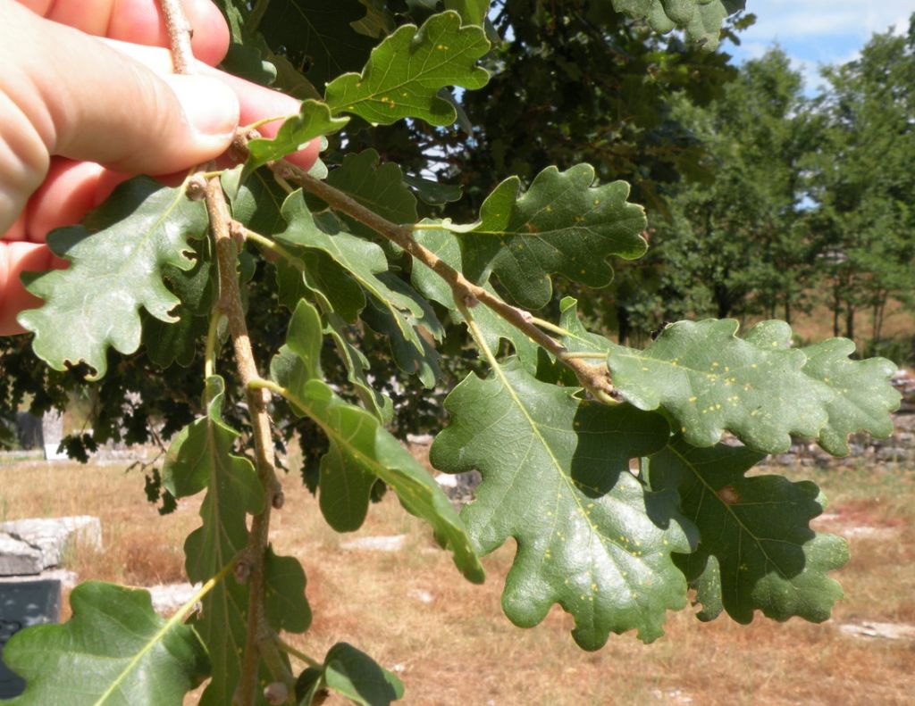 La quercia di Dodona